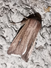 Mythimna congrua