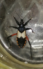 Microtomus purcis