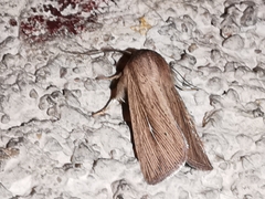 Mythimna congrua