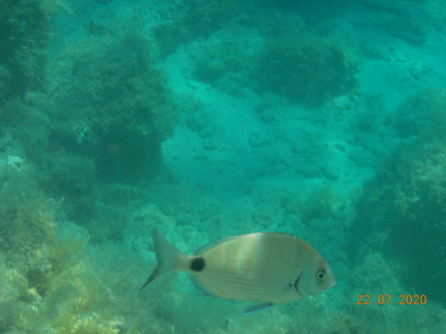 Šarag (Diplodus sargus)