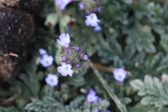 Verbena supina