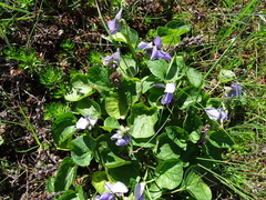 Viola langsdorffii