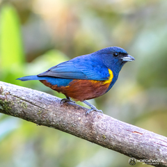 Chestnut-Bellied Euphonia photo 3