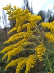 Solidago canadensis