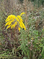 Solidago canadensis