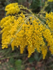 Solidago canadensis