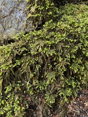 Thamnobryum alleghaniense