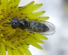 Platycheirus scutatus