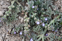 Verbena supina