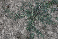 Verbena supina