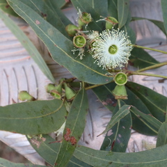Eucalyptus tetrodonta
