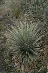 Puya clava-herculis