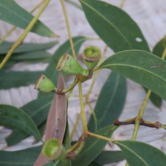 Eucalyptus tetrodonta