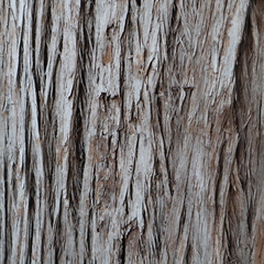 Eucalyptus tetrodonta