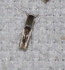 Stathmopoda megathyma