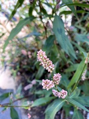 Persicaria maculosa