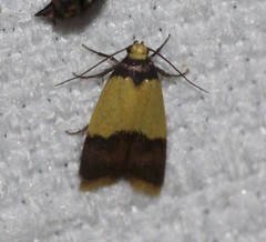 Heteroteucha dichroella
