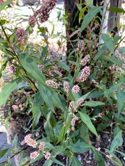 Persicaria maculosa