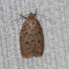 Garrha atripunctatella