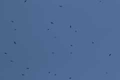 Streptoprocne zonaris