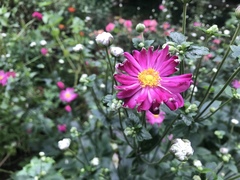 Asteraceae
