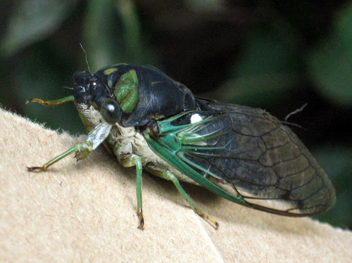 Swamp cicada