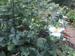 Asteraceae
