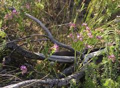 Polygala ericifolia
