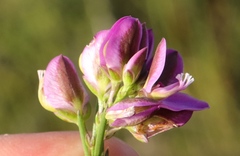 Polygala ericifolia