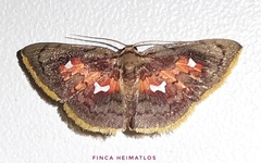 Tricentra quadrigata