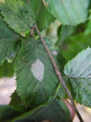 Phyllonorycter esperella