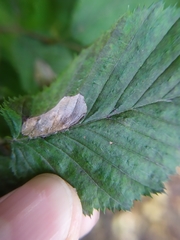 Phyllonorycter esperella