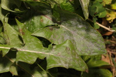 Podosphaera erigerontis-canadensis