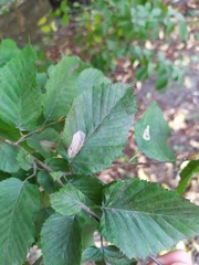 Phyllonorycter esperella