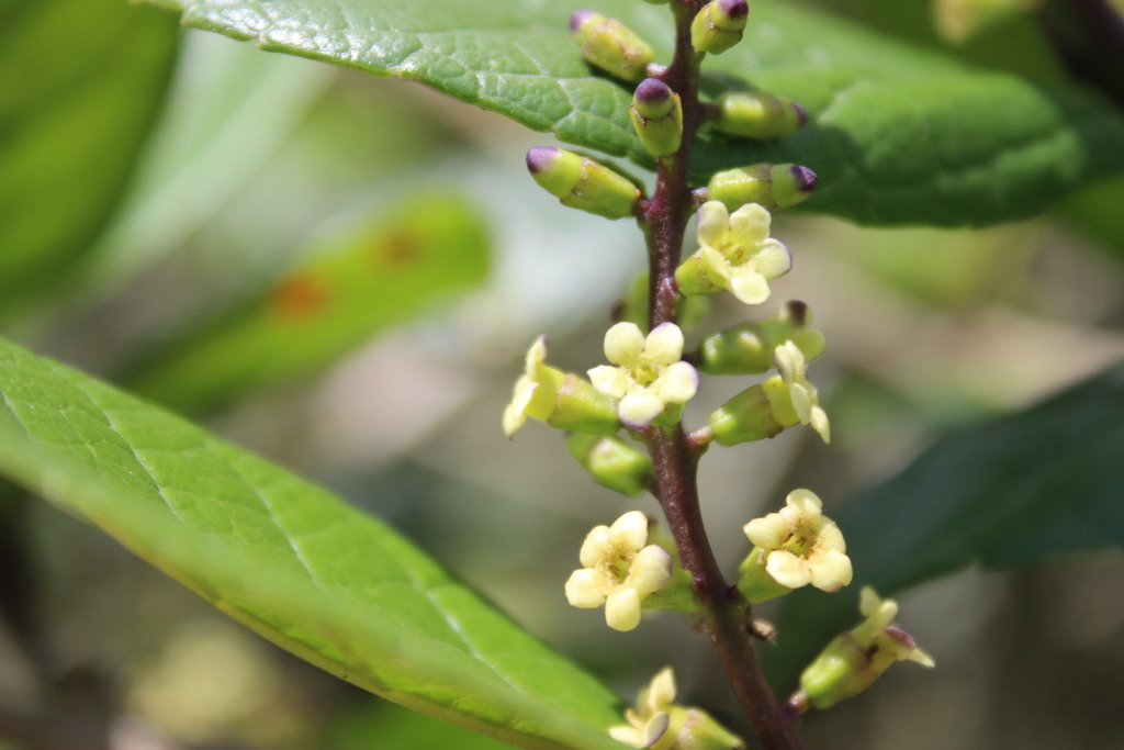 Citharexylum sulcatum