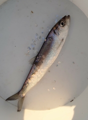 Clupea harengus membras