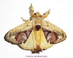 Euglyphis amisena