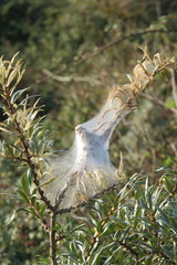 Euproctis chrysorrhoea