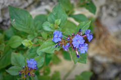 Ceratostigma