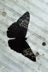 Hamadryas amphichloe