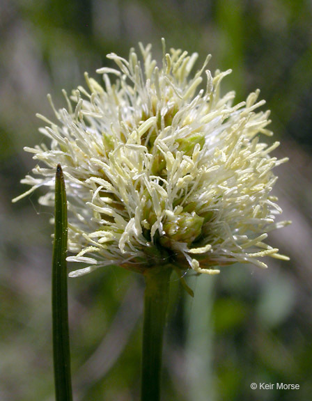 Calliscirpus criniger