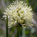Fringed Cottongrass - Photo (c) 2008 Keir Morse, some rights reserved (CC BY-NC-SA)
