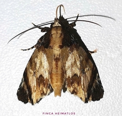 Drobeta