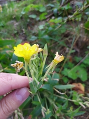 Oenothera × fallax