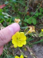 Oenothera × fallax