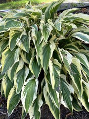 Hosta