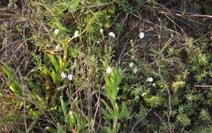 Phyllopodium rustii
