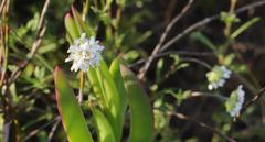 Phyllopodium rustii