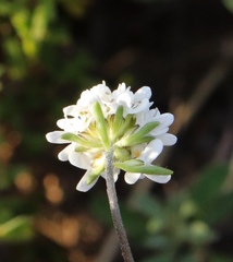 Phyllopodium rustii