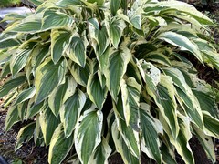 Hosta